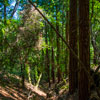 Armstrong Redwoods State Natural Reserve photo, July 2013