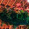 Disneyland Enchanted Tiki Room Interior, May 2008