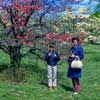 Dogwoods at Valley Forge Pennsylvania photo,1970s